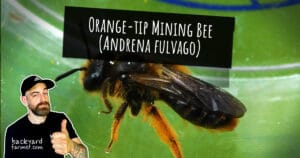 Orange-tip Mining Bee (Andrena fulvago)