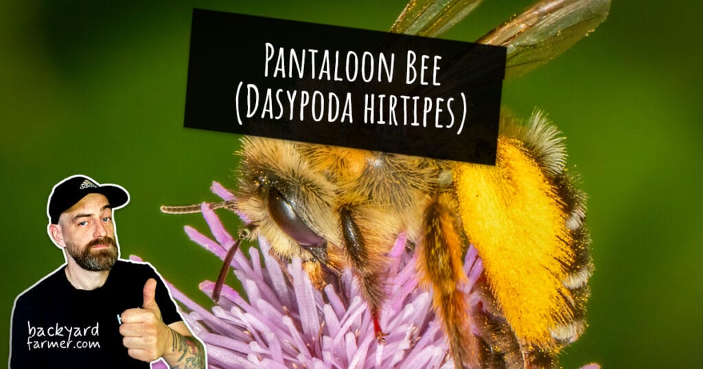 Pantaloon Bee (Dasypoda hirtipes)