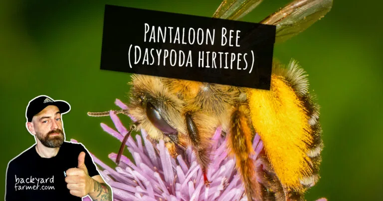 Pantaloon Bee (Dasypoda hirtipes)