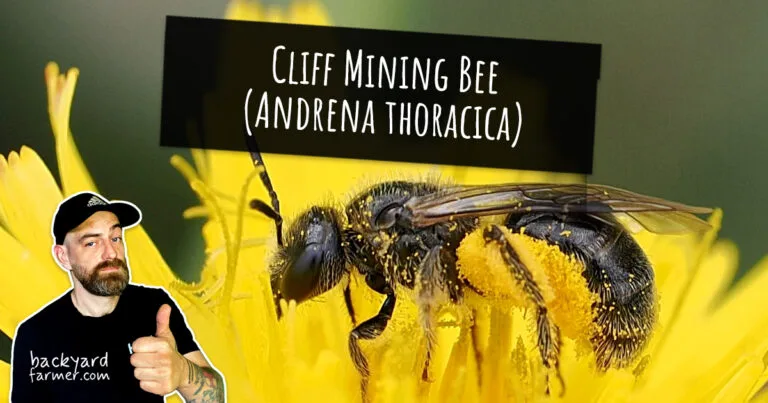 Shaggy Furrow Bee (Lasioglossum villosulum)