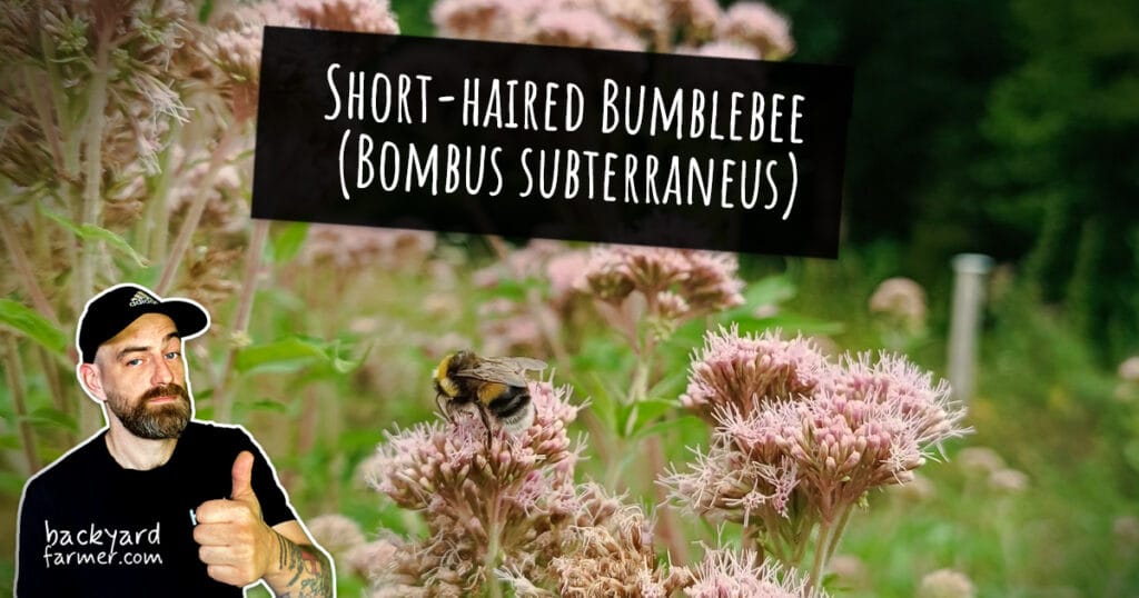 Short-haired Bumblebee (Bombus subterraneus)