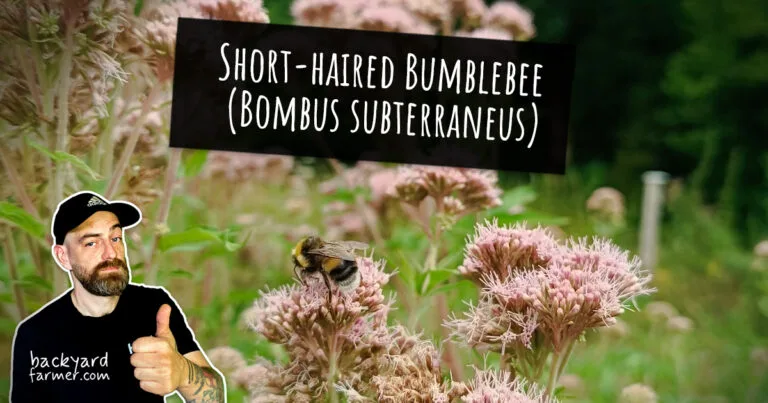 Short-haired Bumblebee (Bombus subterraneus)