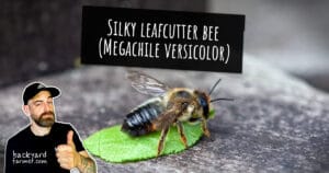 Silky leafcutter bee (Megachile versicolor)