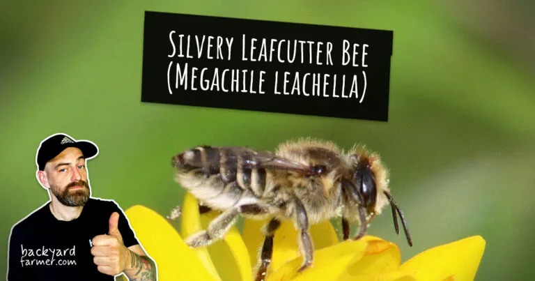 Silvery Leafcutter Bee (Megachile leachella)