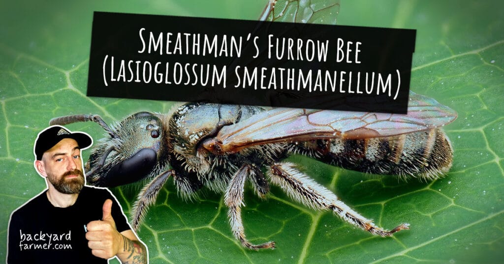 Smeathman’s Furrow Bee (Lasioglossum smeathmanellum)