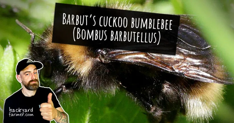 Barbut’s cuckoo bumblebee (Bombus barbutellus)