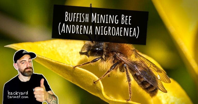 Buffish Mining Bee (Andrena nigroaenea)