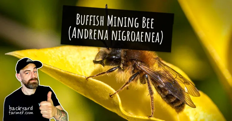 Buffish Mining Bee (Andrena nigroaenea)