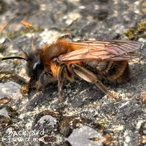 chocolate mining bee female Andrena Scotia