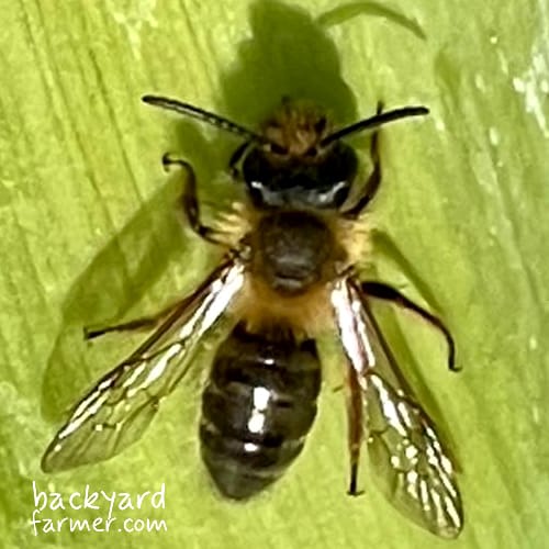 chocolate mining bee male