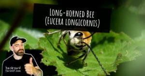 Long-Horned Bee (Eucera longicornis)
