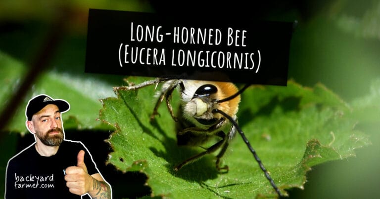 Long-Horned Bee (Eucera longicornis)