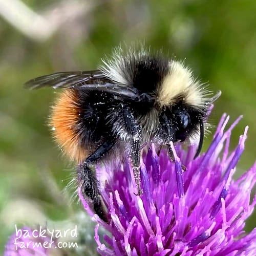 male bilberry bumblebee