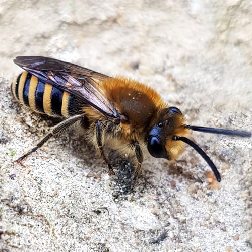 male ivy mining bee