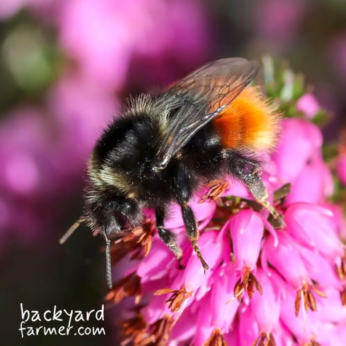 queen bilberry bumblebee
