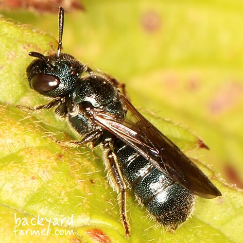small carpenter bee