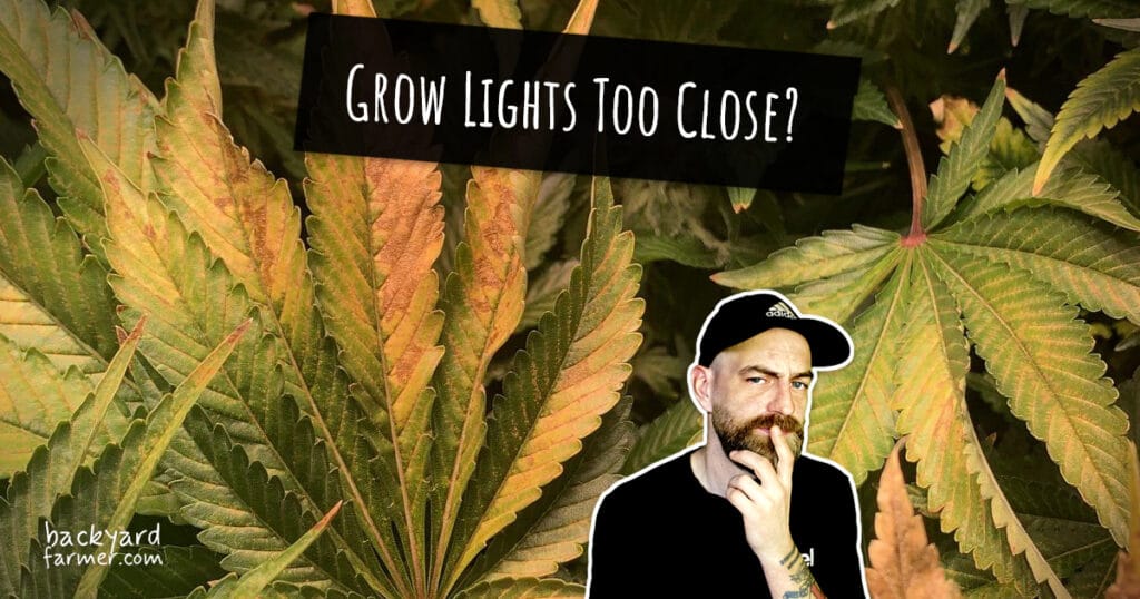Grow Lights Too Close