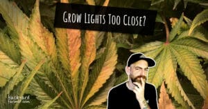 Grow Lights Too Close