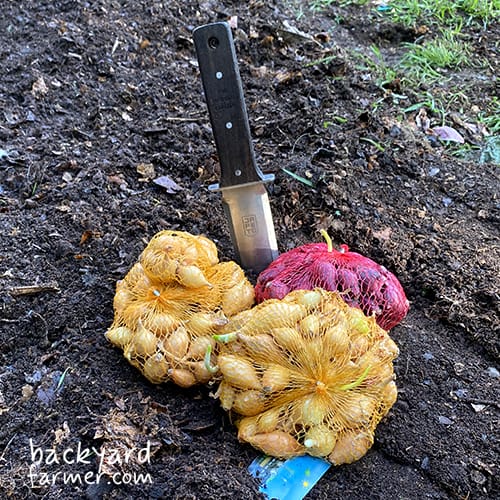 planting onion sets