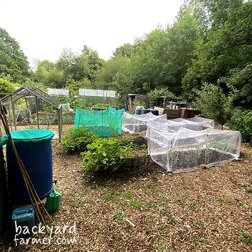 Allotment in June