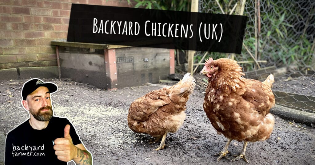Backyard chickens UK