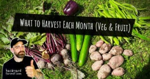 What to Harvest Each Month (Veg & Fruit)