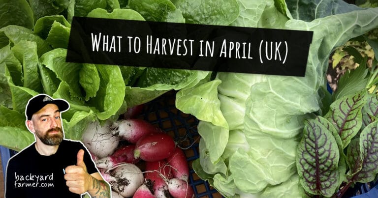 What to Harvest in April (UK)