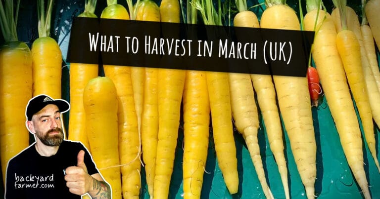 What to Harvest in March (UK)