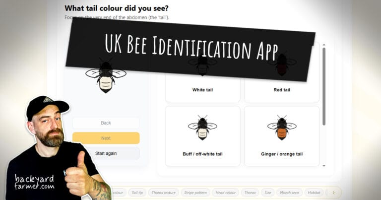 bee identification app