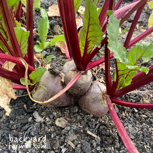 beetroot on the allotment