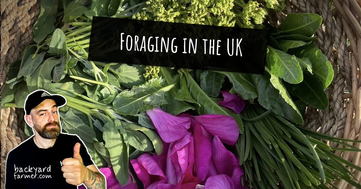 Foraging in the UK: Safe, Seasonal Guide for Beginners