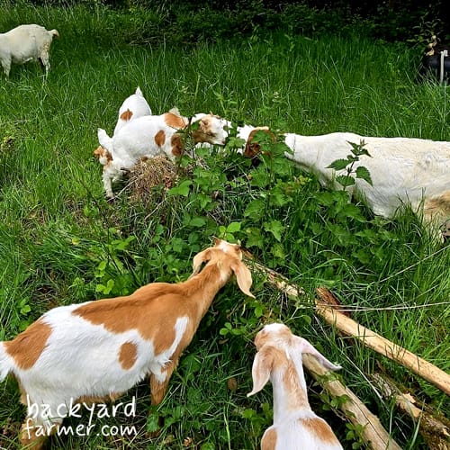 goats on freehold land in the uk