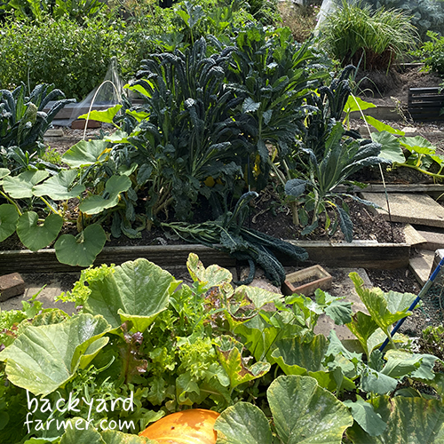 kale and pumpkins on the allotment