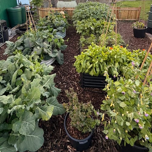organised raised beds on the allotment