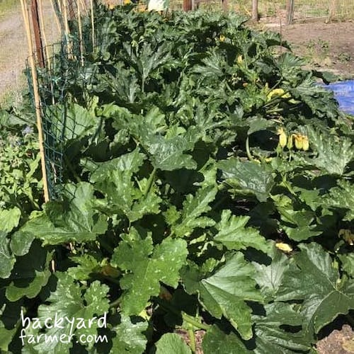 overcrowding allotment bed