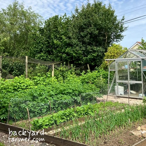 small holding vegetable plot