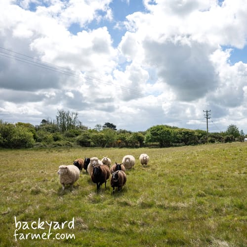 smallholding for livestock