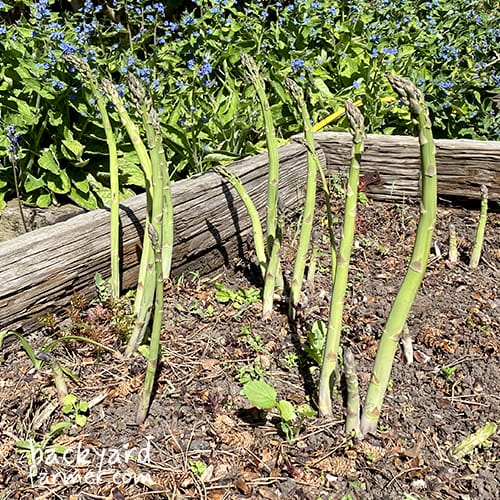 Asparagus grown on the Wirral