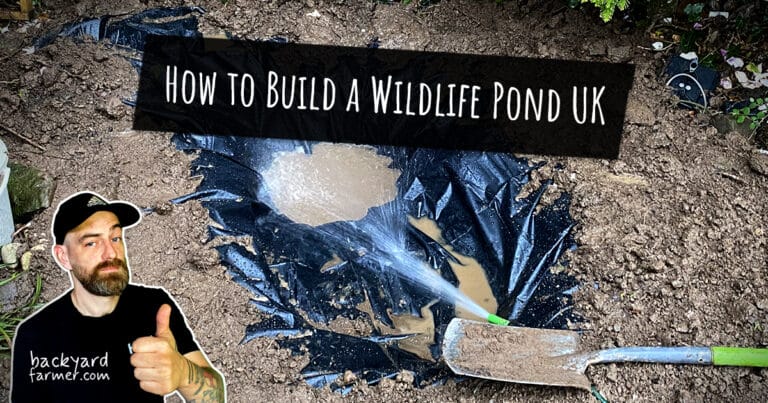 How to Build a Wildlife Pond UK