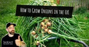 How to Grow Onions in the UK