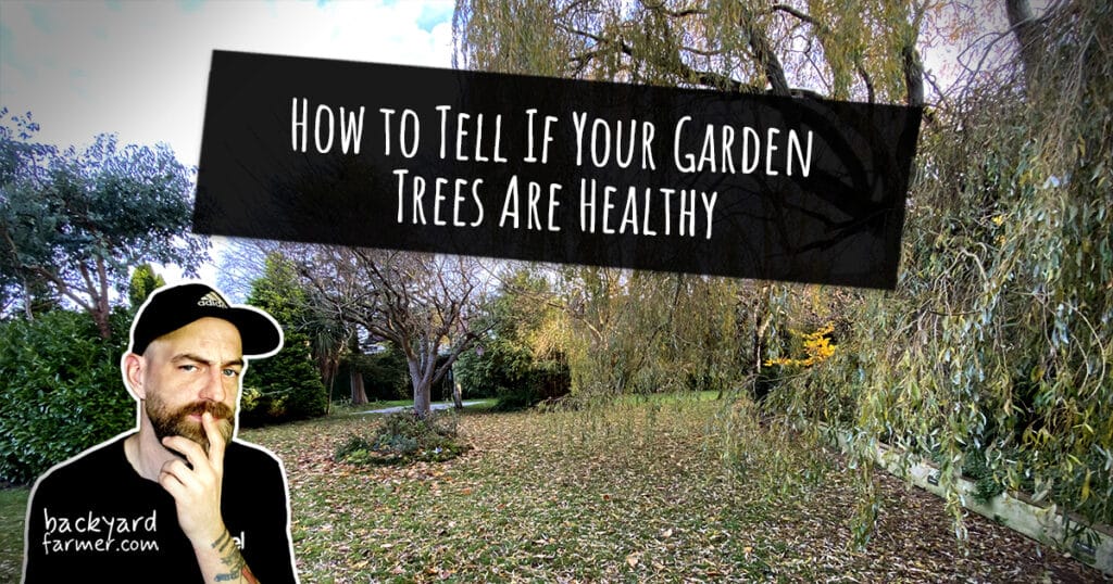 How to Tell If Your Garden Trees Are Healthy