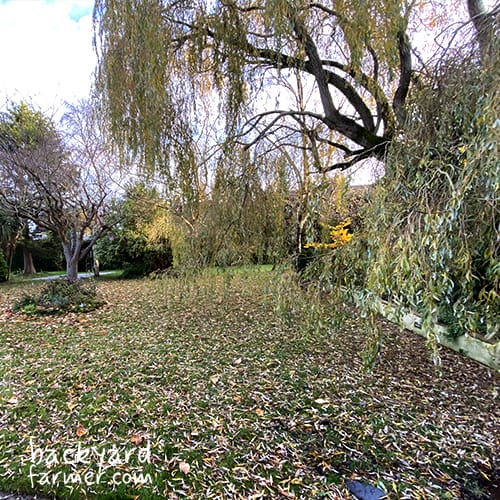 Weeping willow tree in UK garden with heavy leaf drop during autumn showing seasonal leaf fall