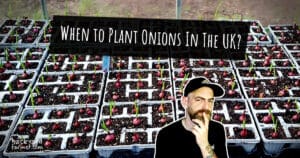 When to Plant Onions UK