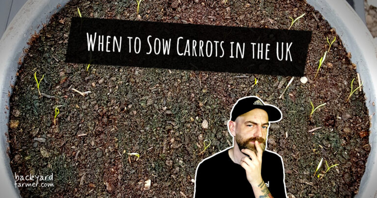 When to Sow Carrots in the UK