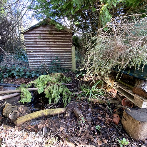 Wildlife pond in the backyard