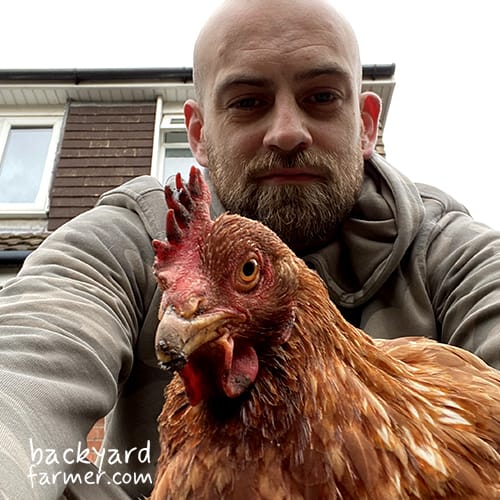 backyard chicken and Fred