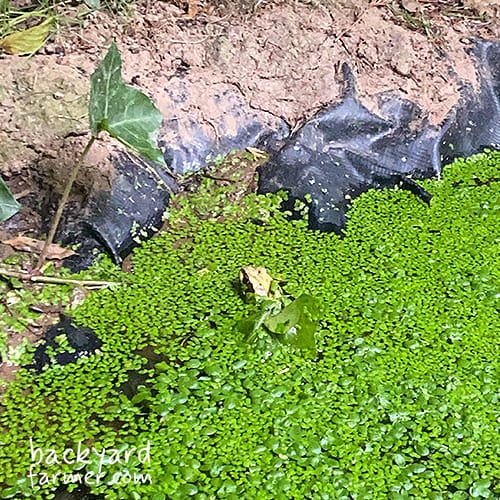 frog in my wildlife pond on the wirral