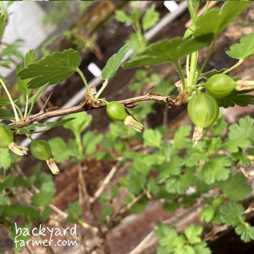 gooseberries grown on the wirral