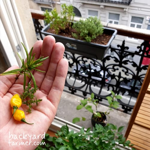 growing in small spaces