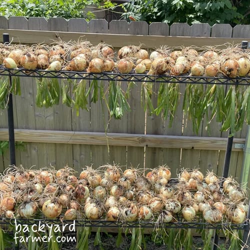 harvested onions drying